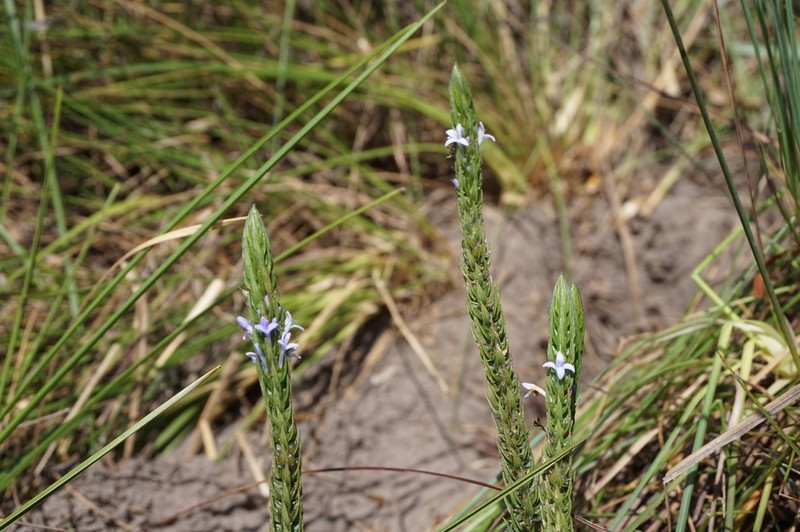 Declieuxia passerina photo 2