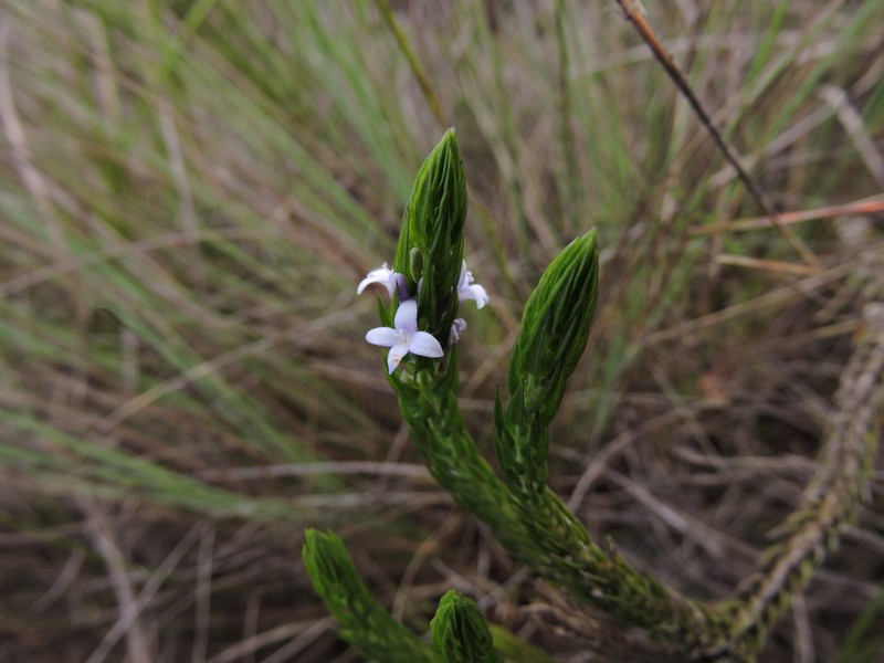 Declieuxia passerina photo 3
