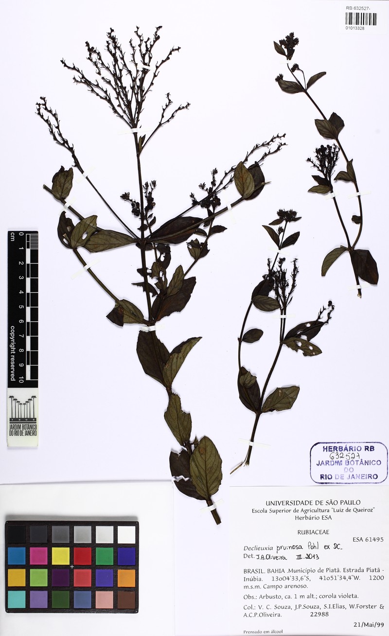 Declieuxia pruinosa