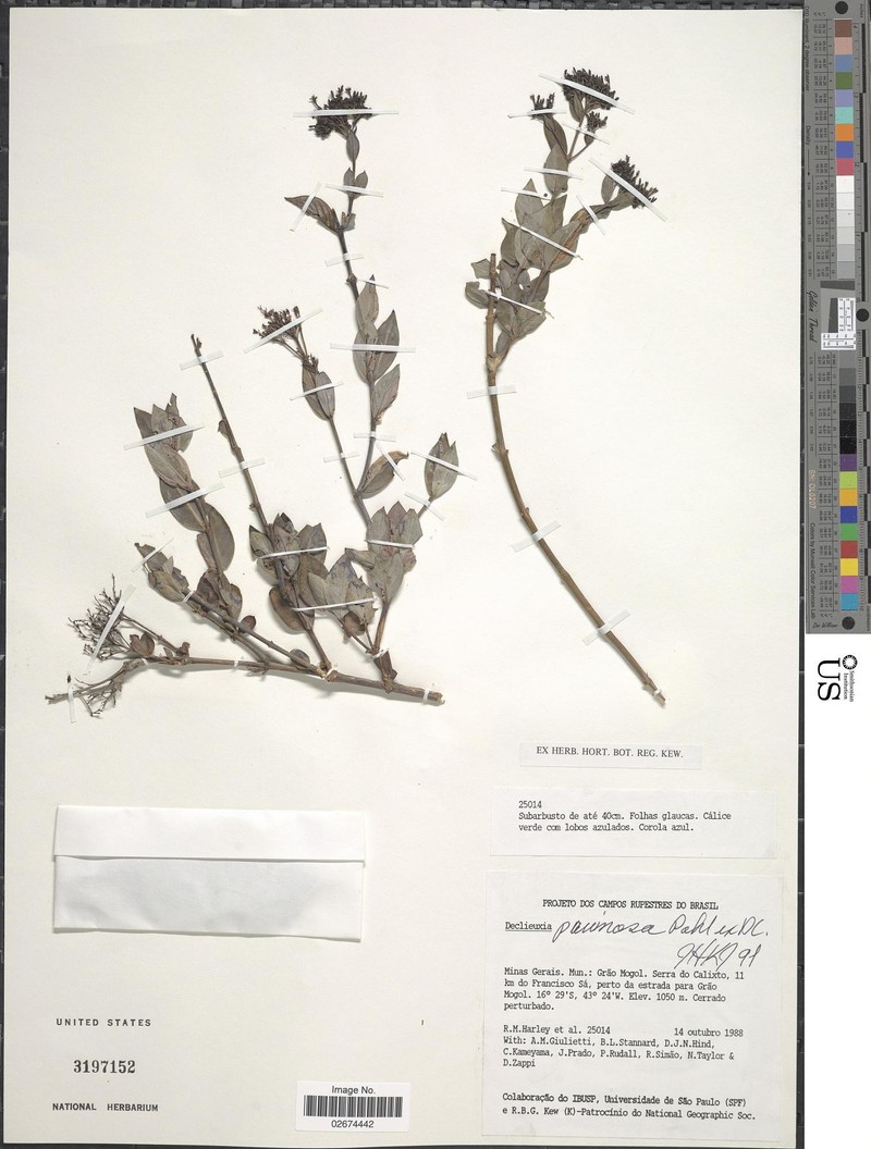 Declieuxia pruinosa photo 2