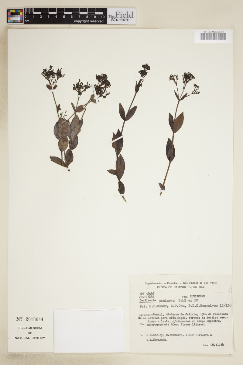 Declieuxia pruinosa photo 3