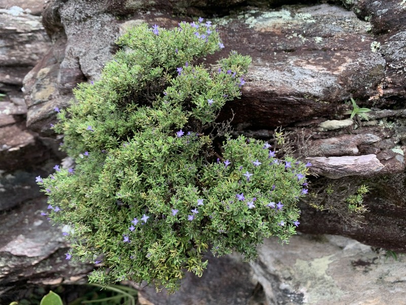 Declieuxia saturejoides