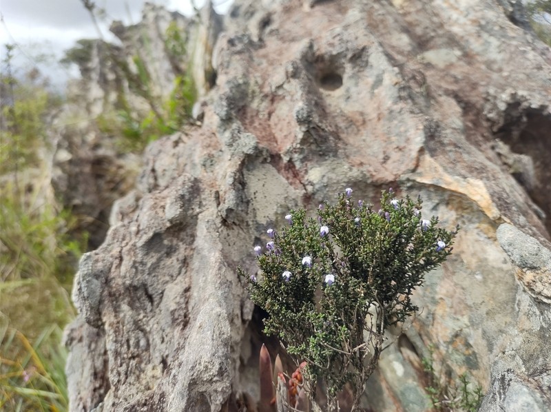 Declieuxia saturejoides photo 2
