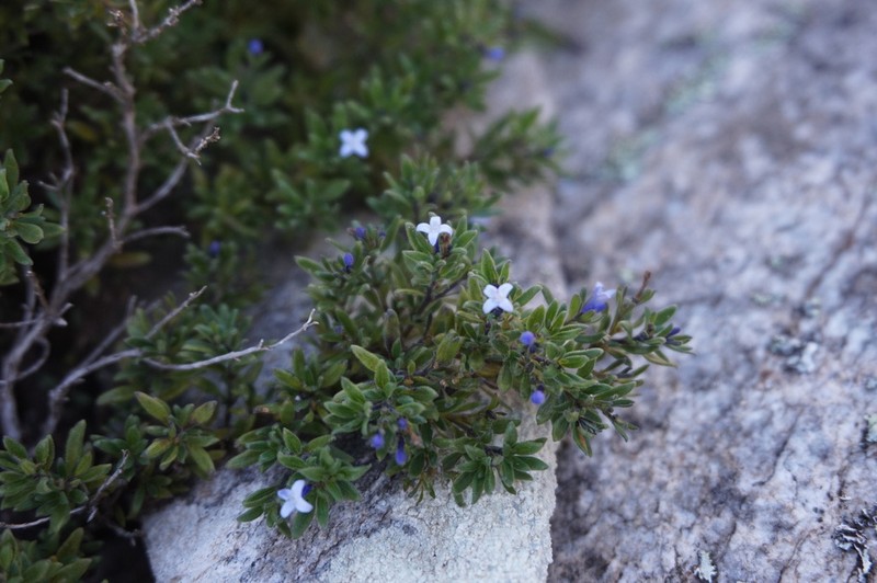 Declieuxia saturejoides photo 3