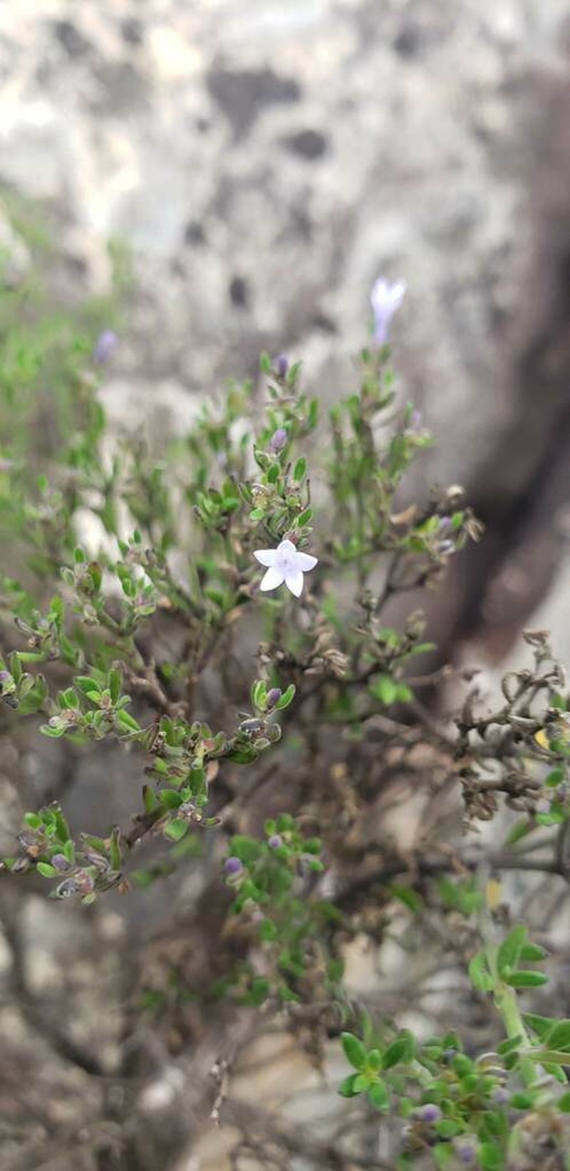 Declieuxia saturejoides photo 4