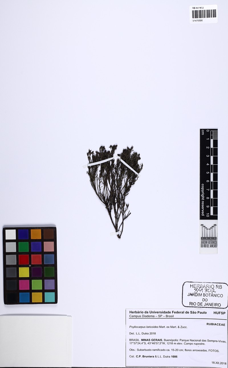 Declieuxia saturejoides photo 6