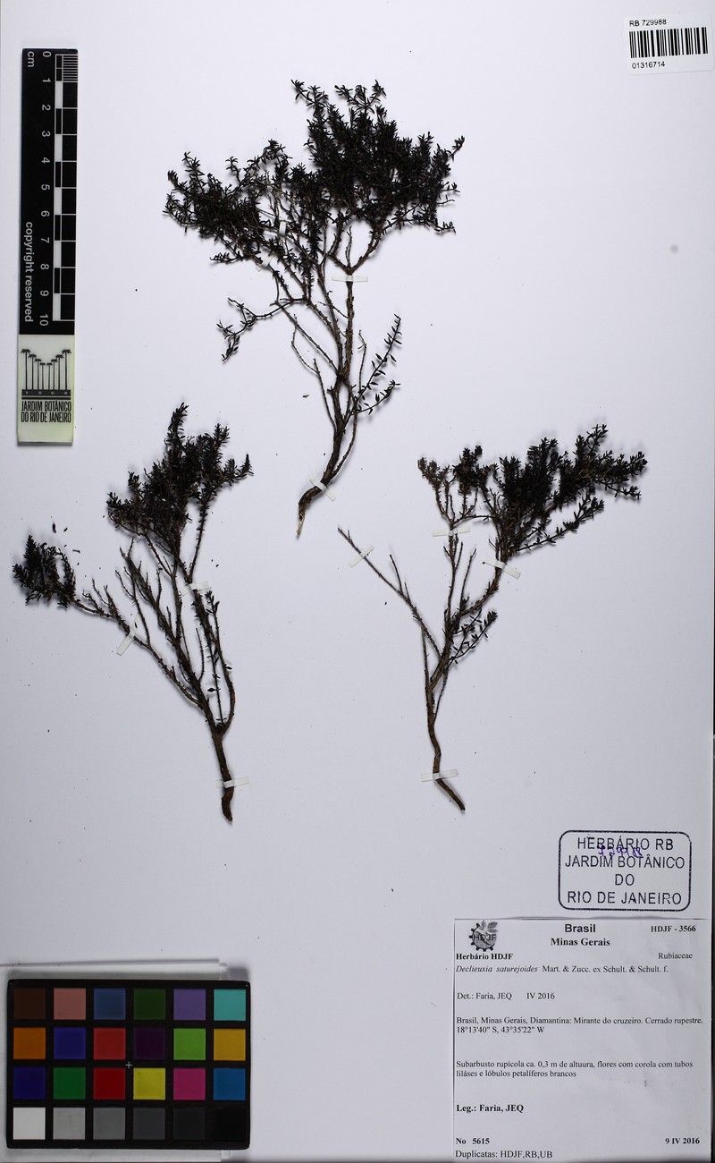 Declieuxia saturejoides photo 7