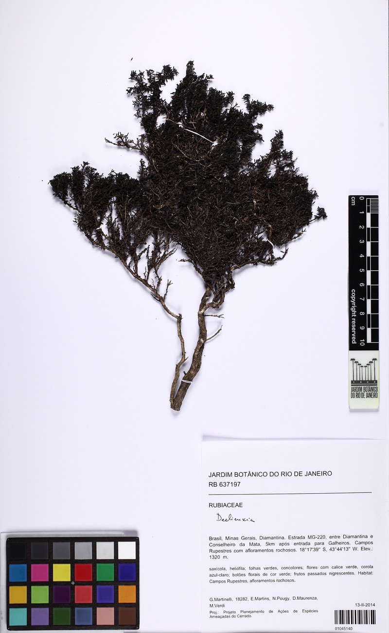 Declieuxia saturejoides photo 8