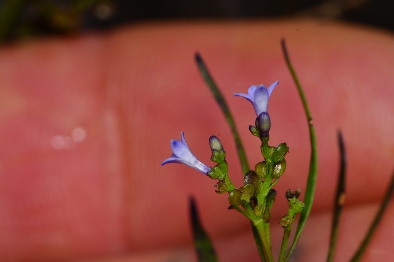 Declieuxia spergulifolia