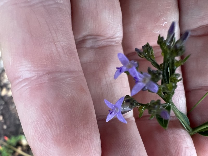 Declieuxia spergulifolia photo 2
