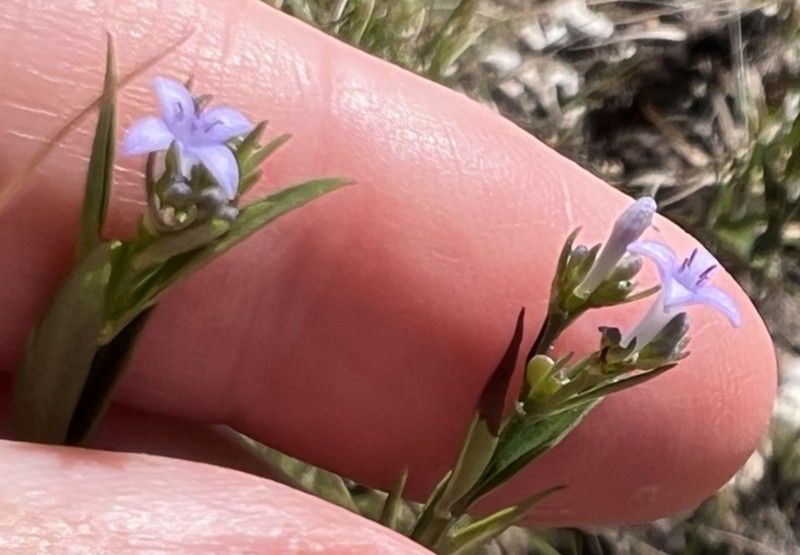 Declieuxia spergulifolia photo 3
