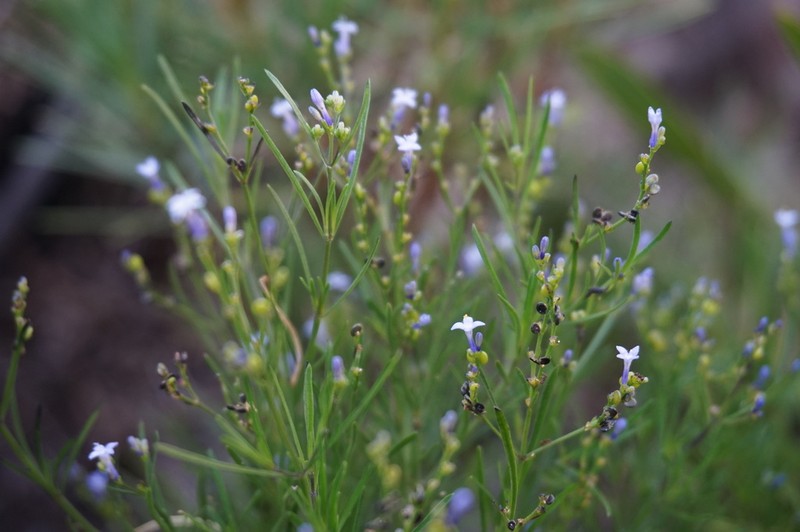 Declieuxia spergulifolia photo 4