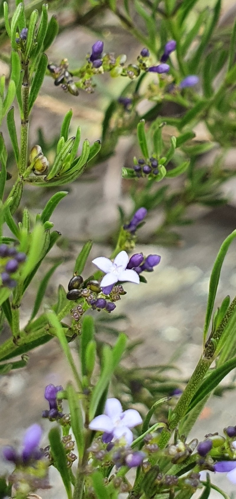 Declieuxia spergulifolia photo 5