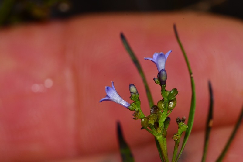 Declieuxia spergulifolia photo 6