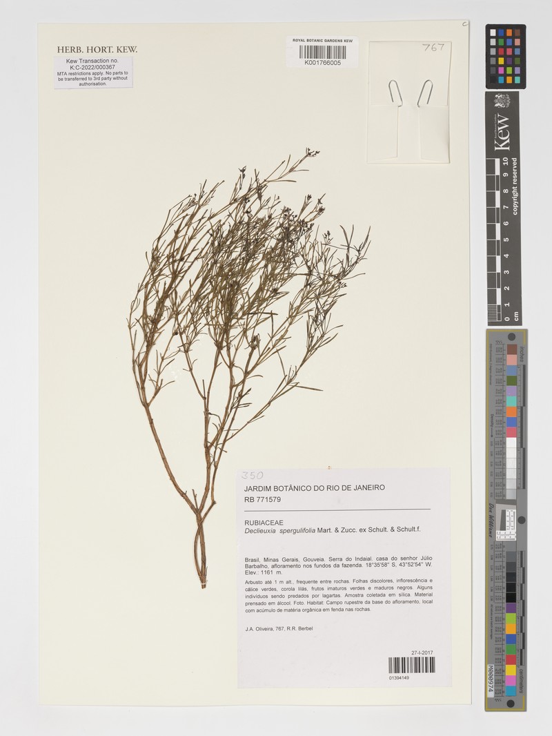 Declieuxia spergulifolia photo 8