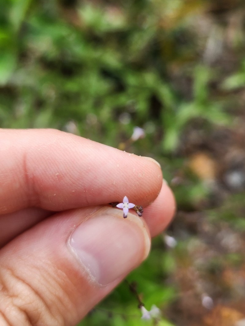 Declieuxia tenuiflora