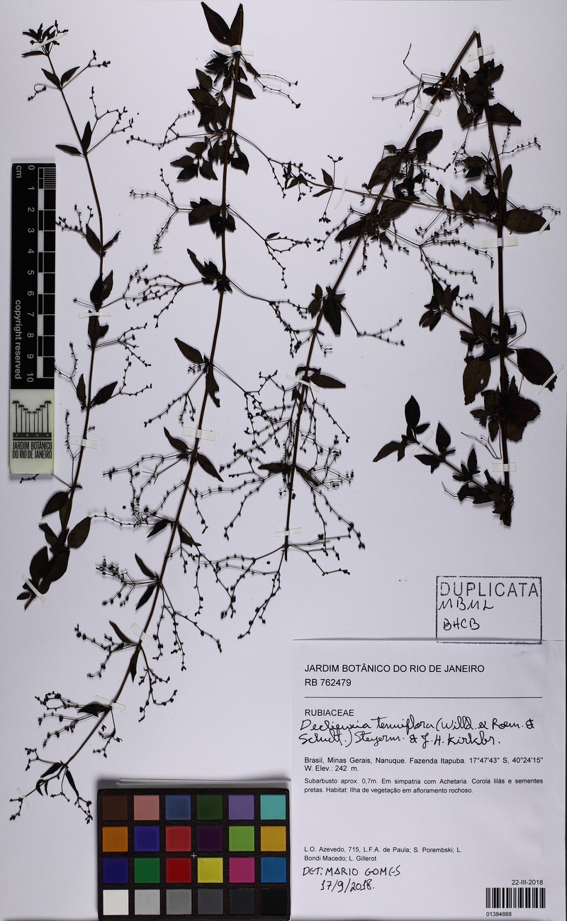 Declieuxia tenuiflora photo 2