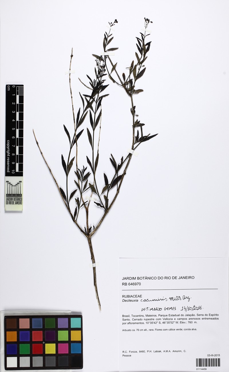 Declieuxia tenuiflora photo 3