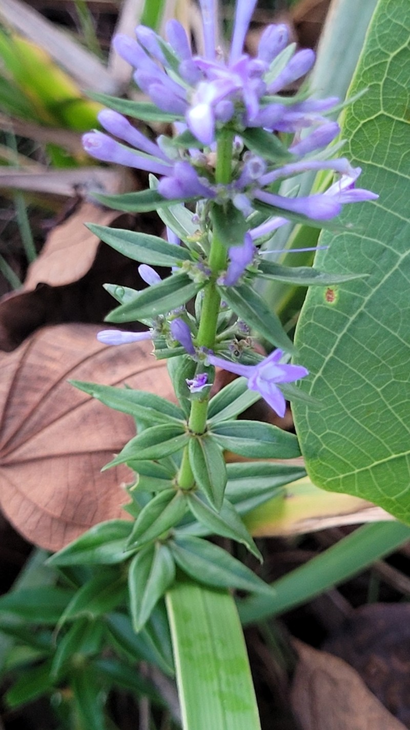 Declieuxia verticillata