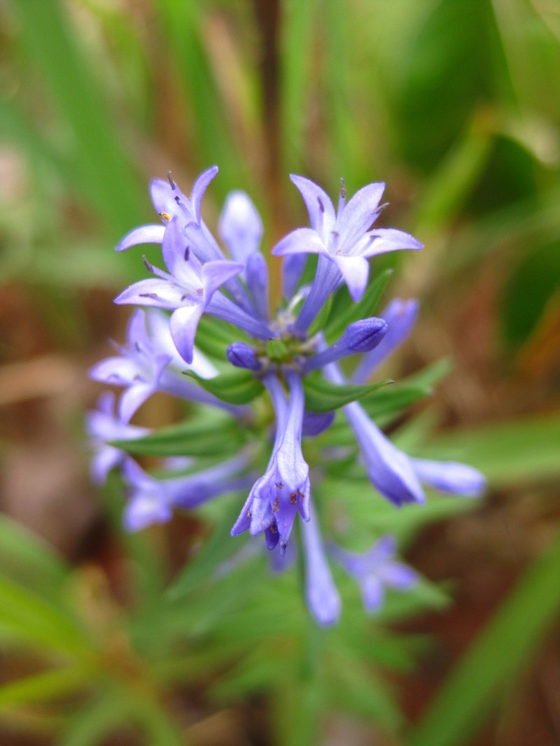 Declieuxia verticillata photo 2