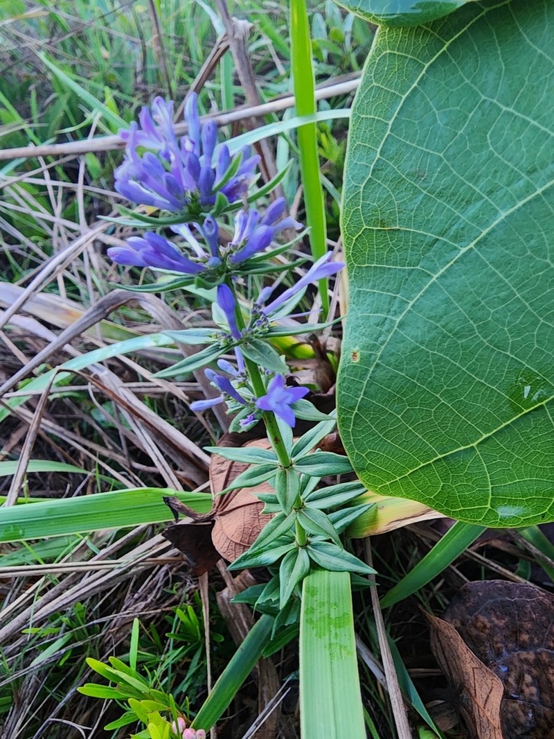 Declieuxia verticillata photo 3