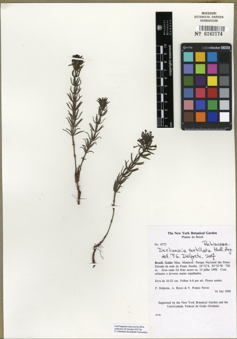 Declieuxia verticillata photo 5
