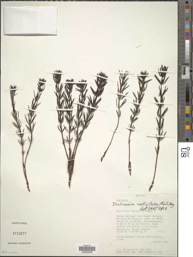Declieuxia verticillata photo 6