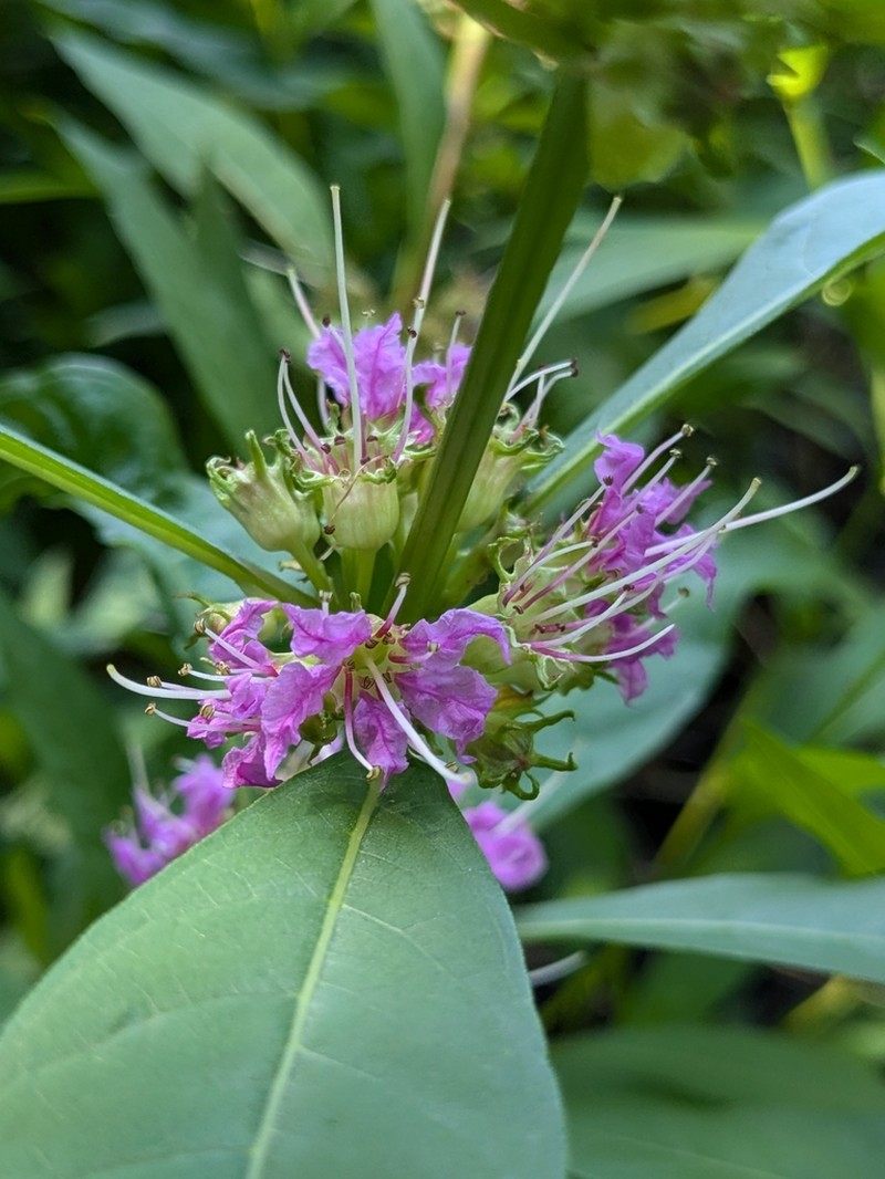 Swamp Loosestrife