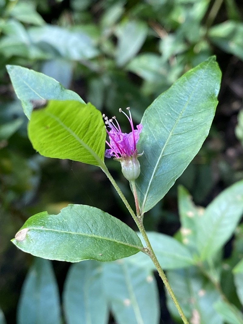 Swamp Loosestrife photo 2