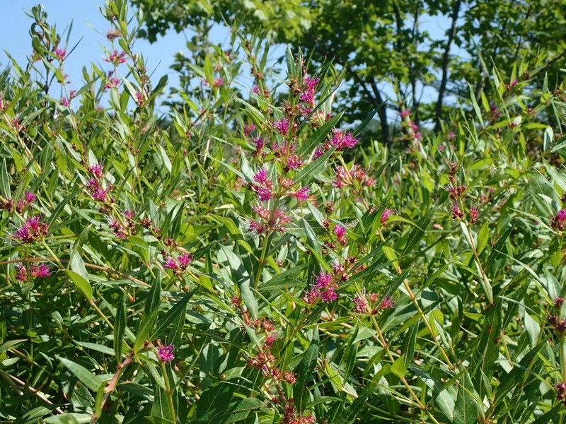 Swamp Loosestrife photo 3