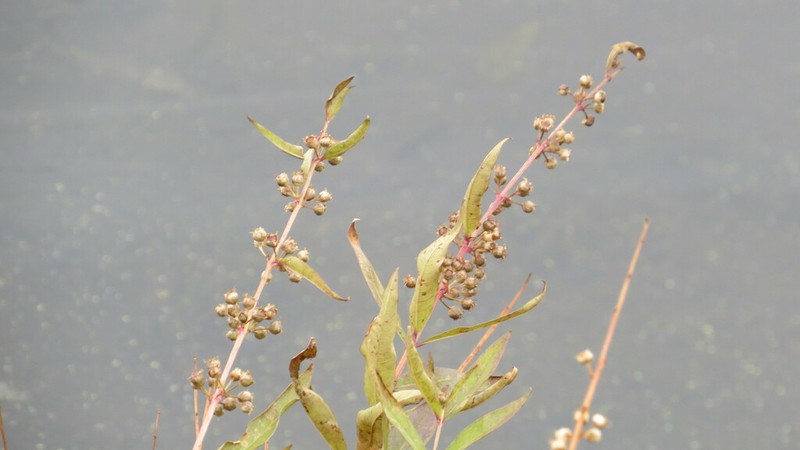 Swamp Loosestrife photo 4