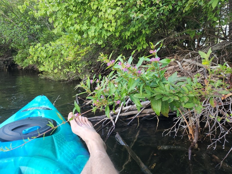 Swamp Loosestrife photo 6
