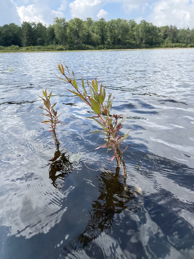 Swamp Loosestrife photo 7
