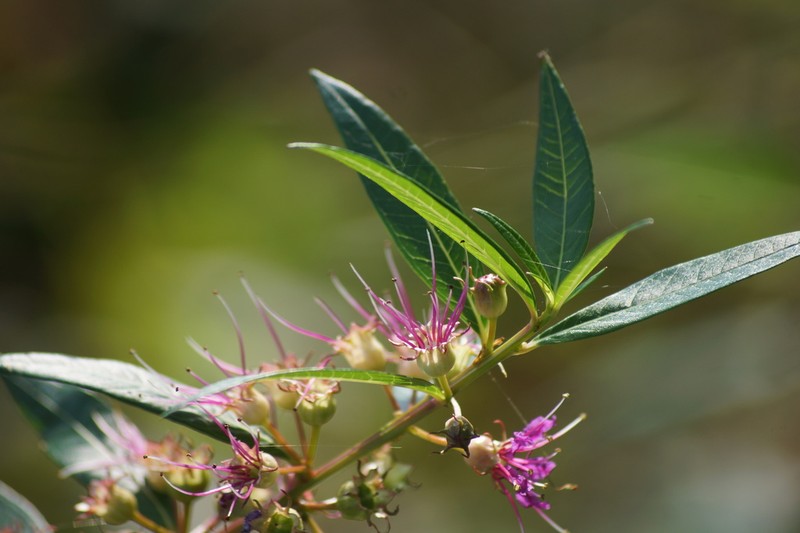 Swamp Loosestrife photo 8