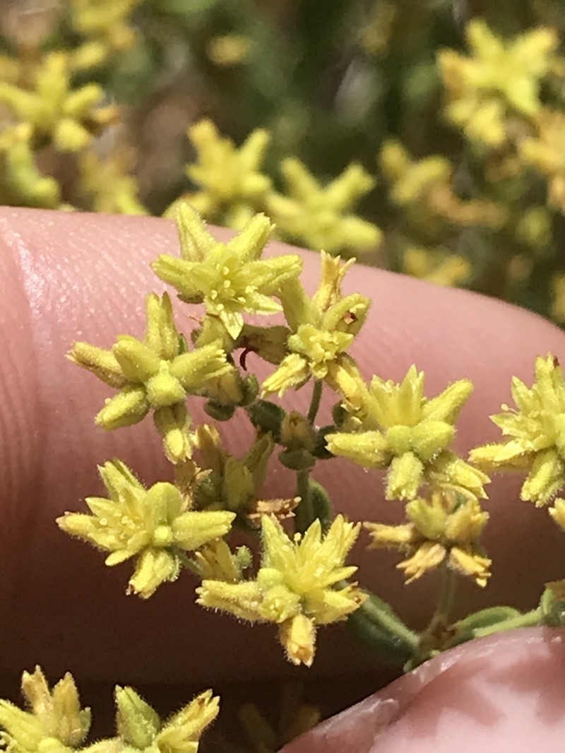 July Gold photo 4