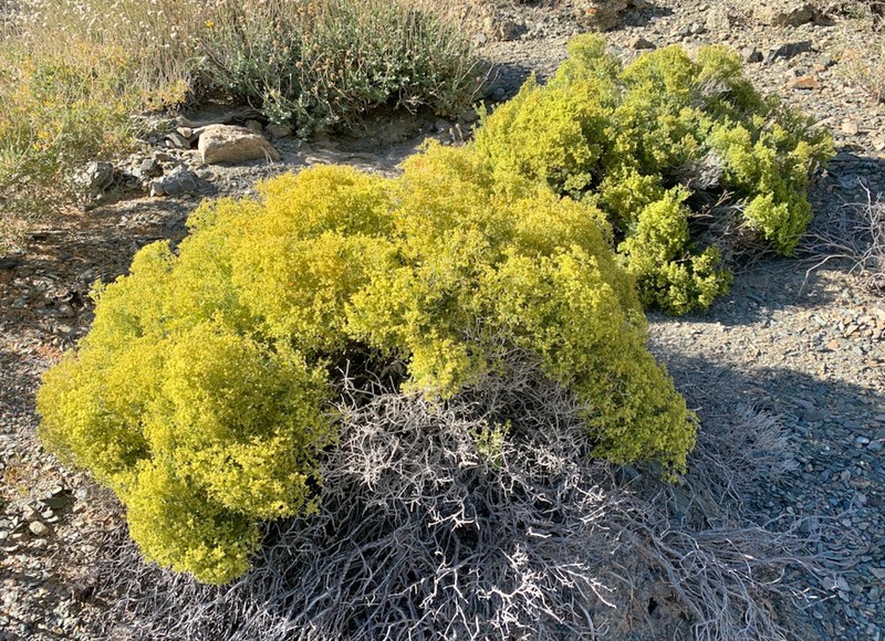 July Gold photo 6
