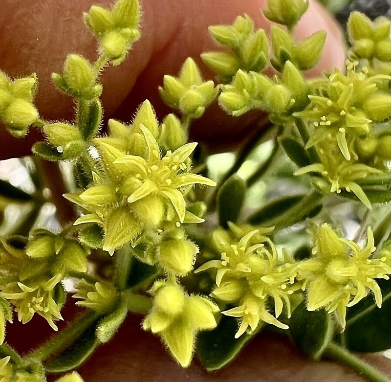 July Gold photo 7
