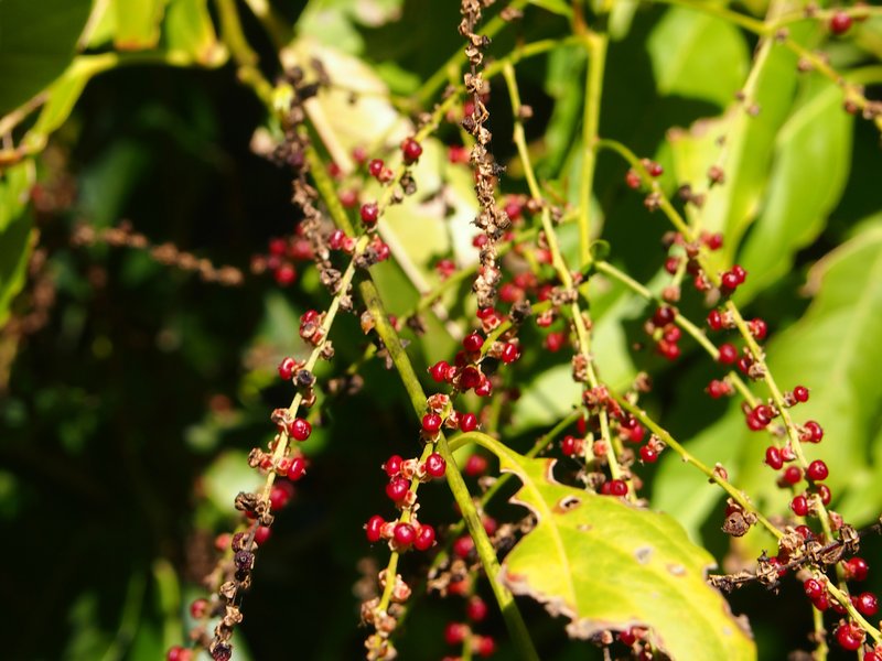 Deeringia amaranthoides