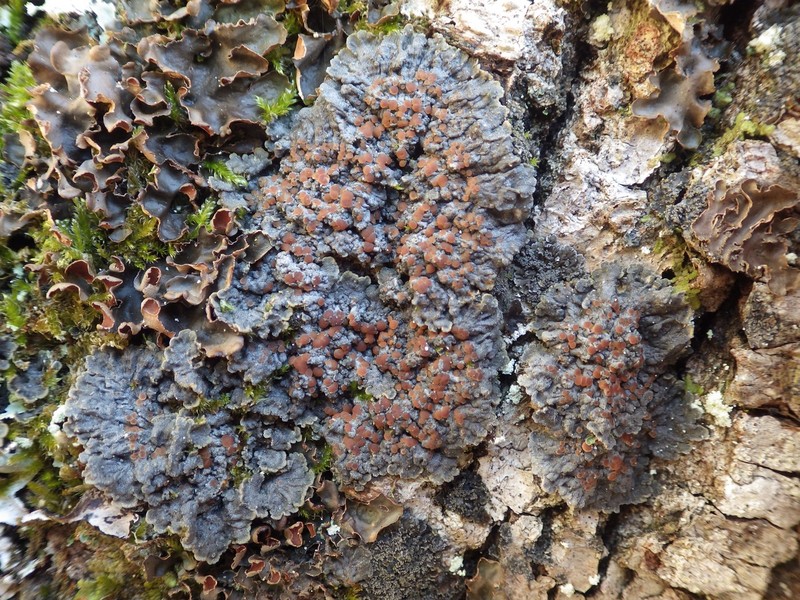 Degelia Lichen