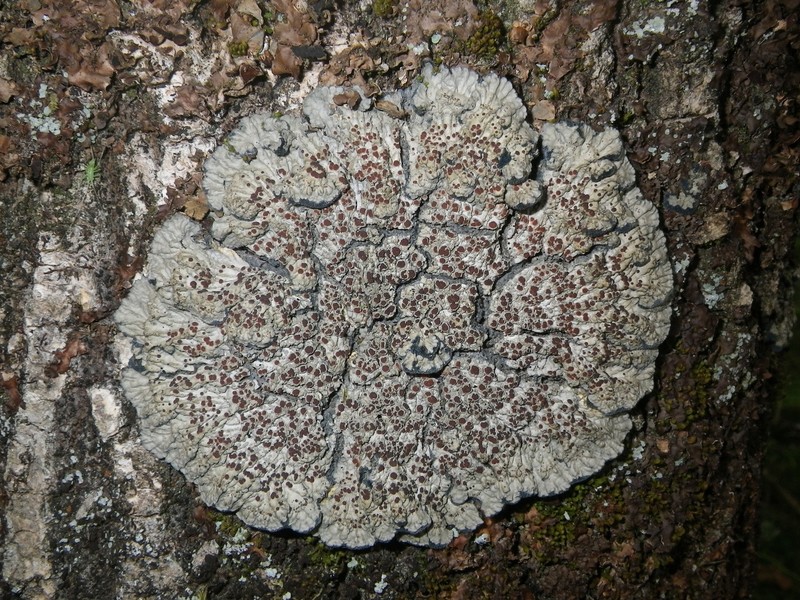 Degelia Lichen photo 2