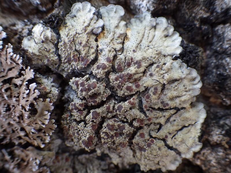 Degelia Lichen photo 3