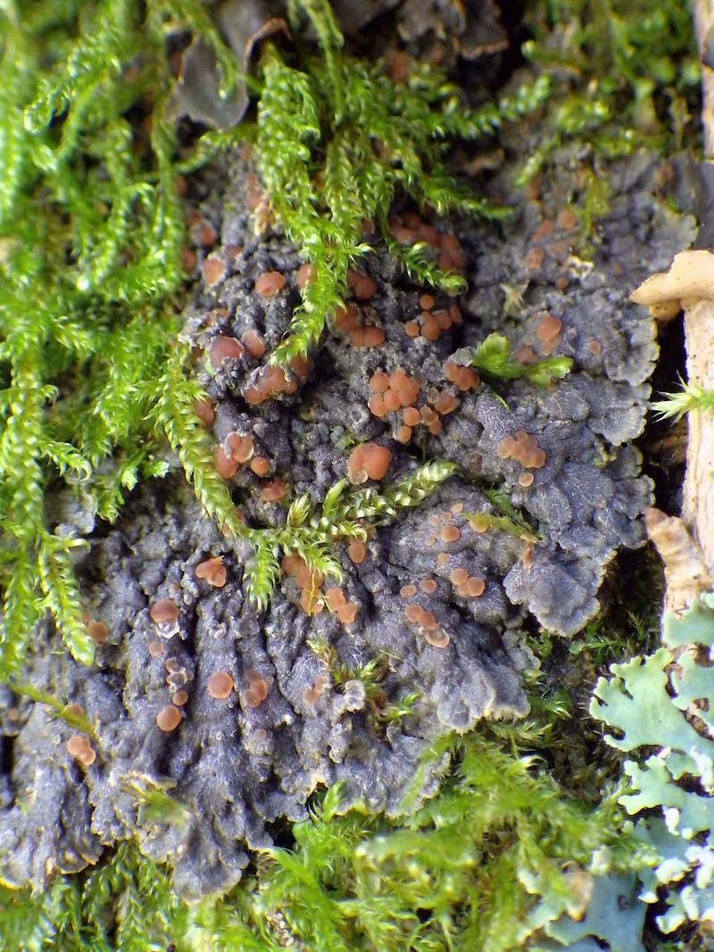 Degelia Lichen photo 4