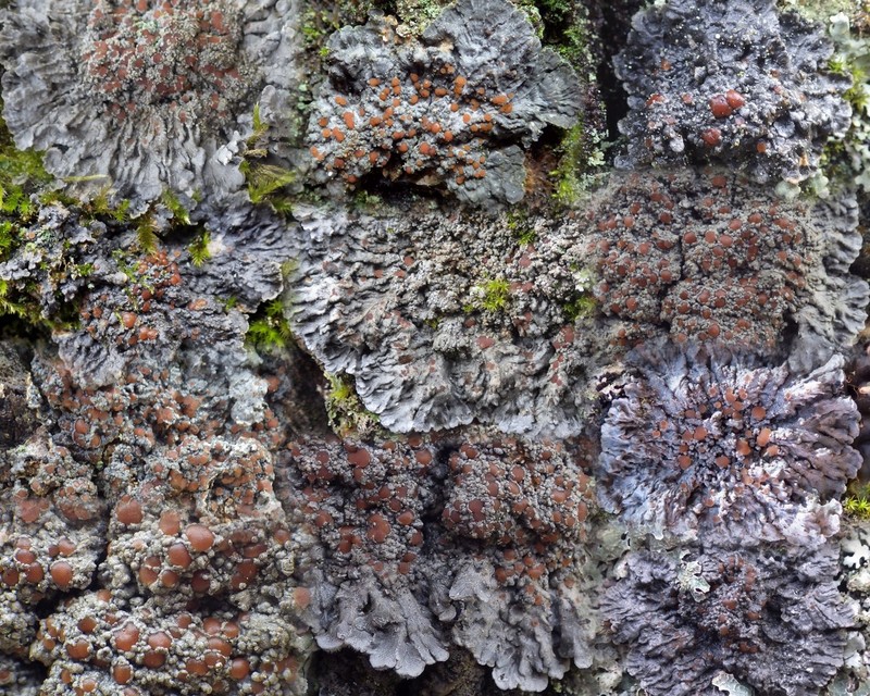 Degelia Lichen photo 5