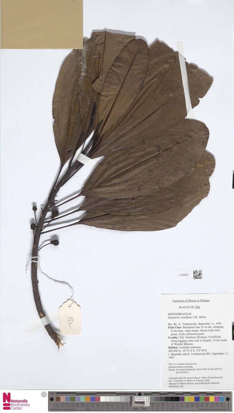 Degeneria roseiflora