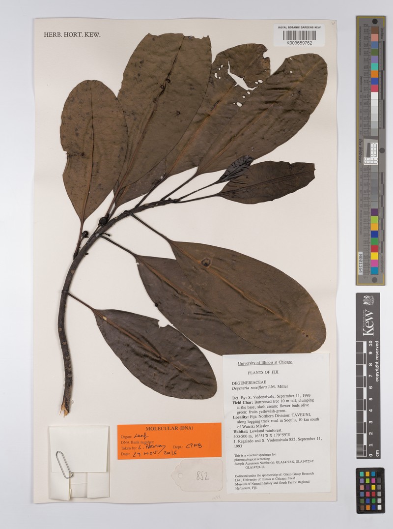 Degeneria roseiflora photo 2