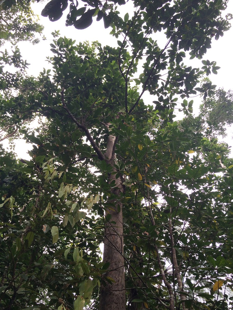Degeneria vitiensis photo 2