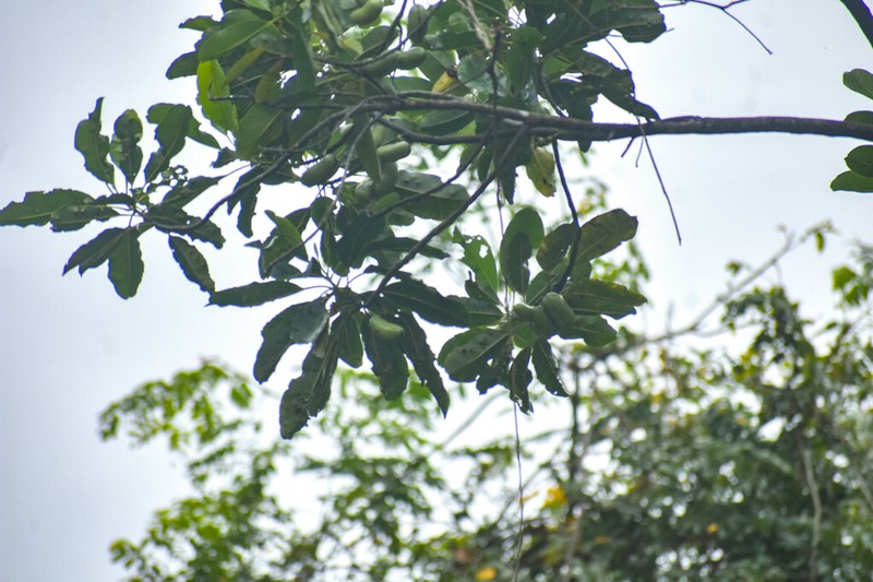 Degeneria vitiensis photo 3