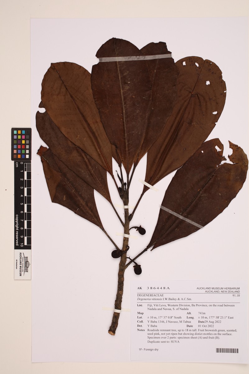 Degeneria vitiensis photo 4