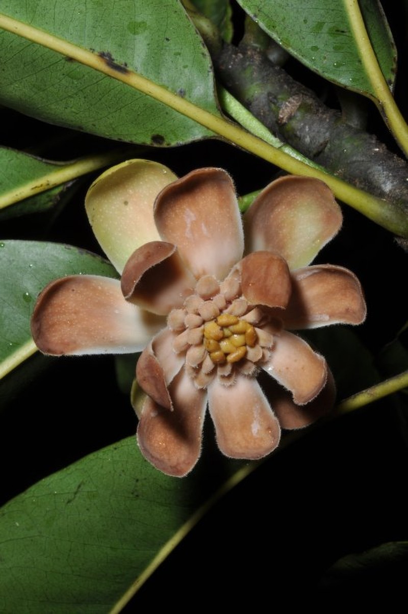 Degeneria vitiensis photo 5