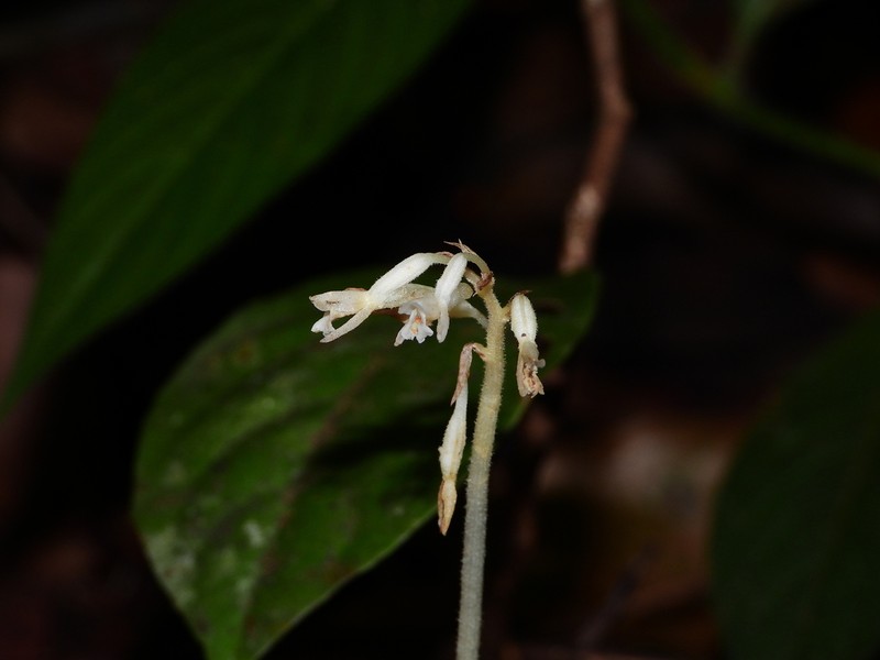 Degranvillea dermaptera photo 2